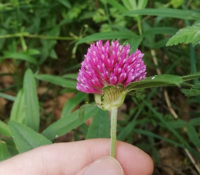 Trifolium alpestre, photographed by Thomas