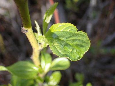 Ceanothus sanguineus, photographed by Shane Johnson
