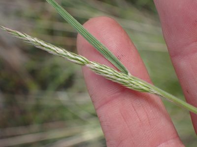 Koeleria macrantha, photographed by Shane Johnson