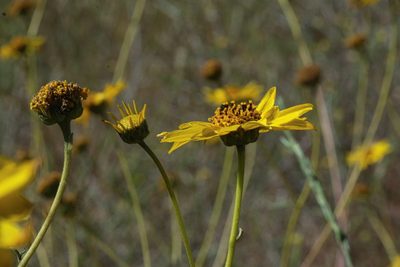 Helianthus gracilentus, photographed by Madeleine Claire