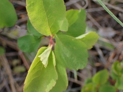 Spiraea lucida, photographed by Shane Johnson
