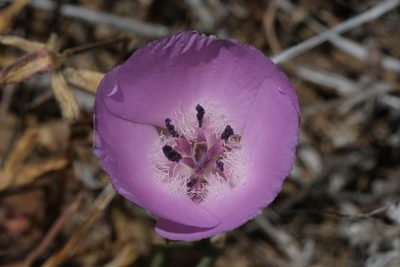 Calochortus splendens, photographed by Madeleine Claire
