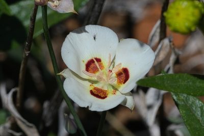 Calochortus dunnii, photographed by Madeleine Claire