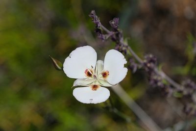 Calochortus dunnii