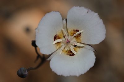 Calochortus dunnii, photographed by Madeleine Claire