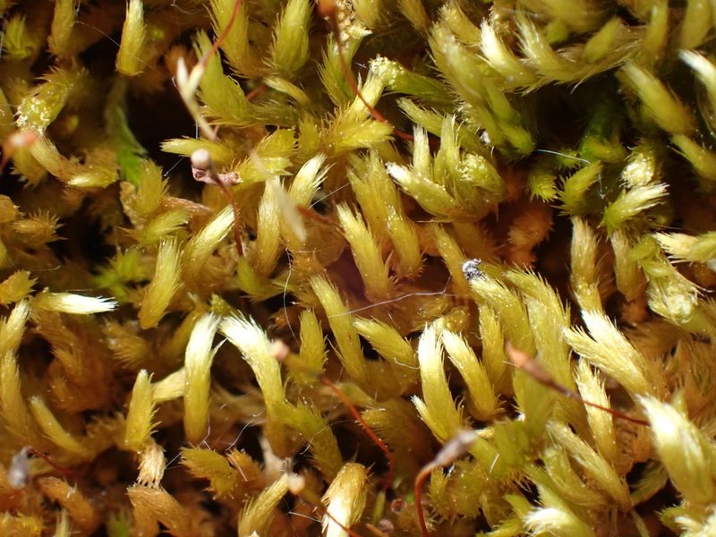 Homalothecium aureum, photographed by Shane Johnson