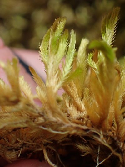 Homalothecium aureum, photographed by Shane Johnson