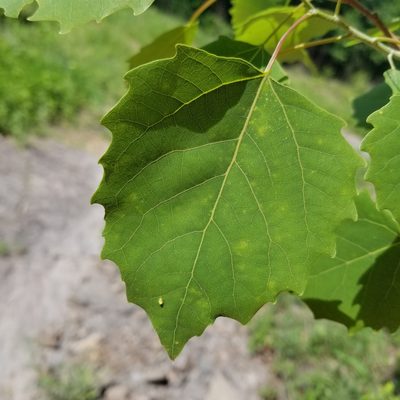 Populus grandidentata, photographed by Nash Turley