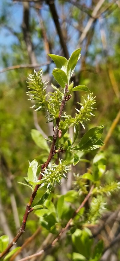 Salix uralicola, photographed by Алексей Ябс