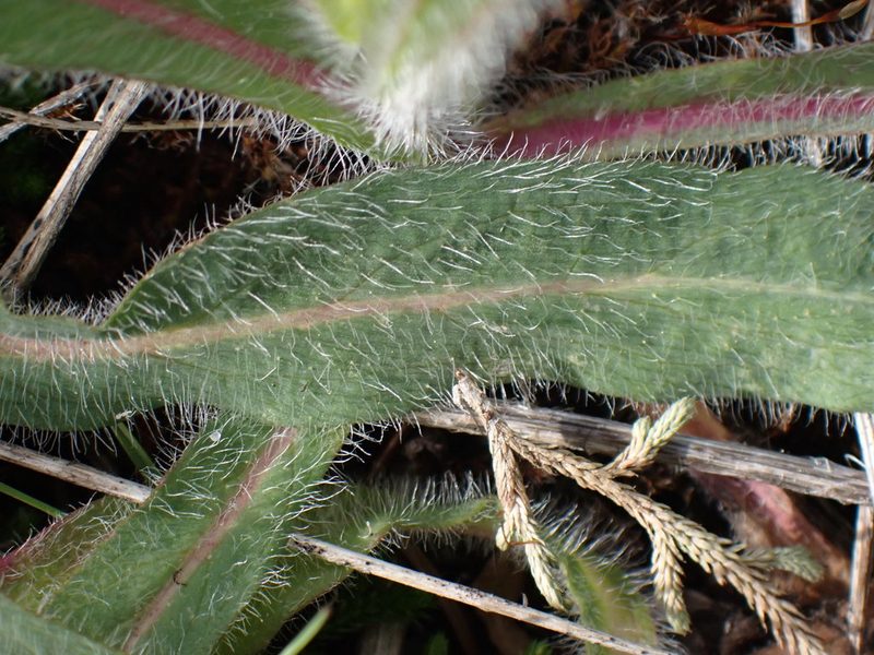 Hieracium scouleri, photographed by Shane Johnson