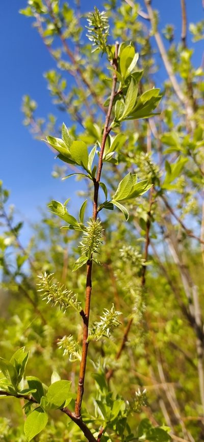 Salix uralicola, photographed by Алексей Ябс