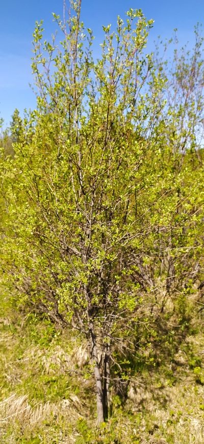 Salix uralicola, photographed by Алексей Ябс