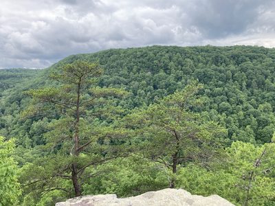Pinus virginiana, photographed by Caleb Catto