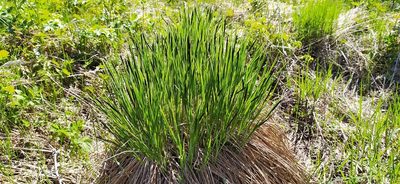 Carex cespitosa, photographed by Алексей Ябс