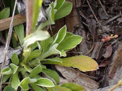 Antennaria howellii, photographed by Shane Johnson