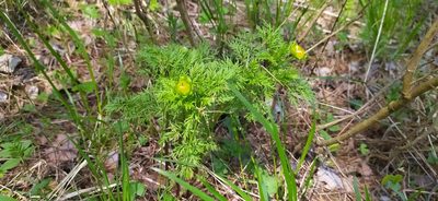 Adonis apennina