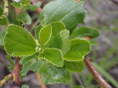 Ceanothus velutinus, photographed by Shane Johnson