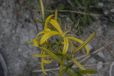 Asphodeline liburnica, photographed by Nicola Simoncini