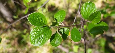 Cotoneaster laxiflorus, photographed by Алексей Ябс