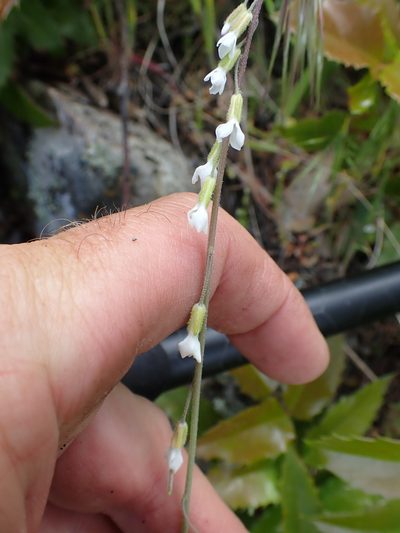 Boechera polyantha, photographed by Shane Johnson