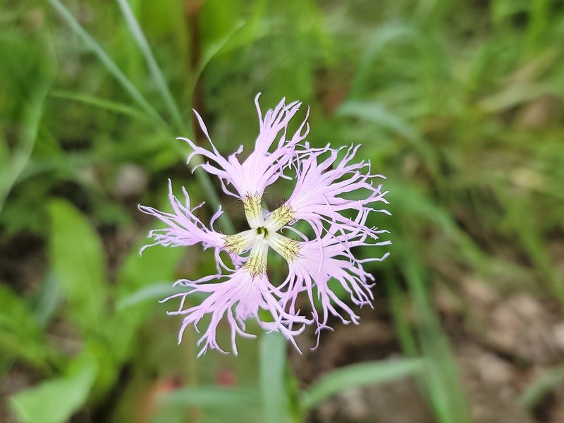 Dianthus superbus, photographed by Elias