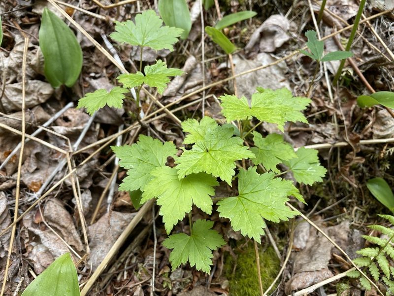 Ribes glandulosum, photographed by Mary E. Macaulay, P.Eng.