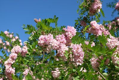 Robinia viscosa, photographed by Andrey Polstianoi