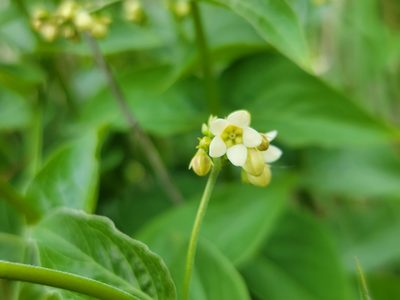 Vincetoxicum hirundinaria, photographed by Elias