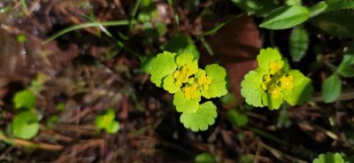 Chrysosplenium alternifolium, photographed by Алексей Ябс