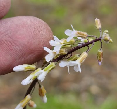 Boechera retrofracta, photographed by Lyrae