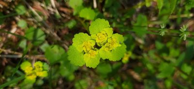 Chrysosplenium alternifolium, photographed by Алексей Ябс