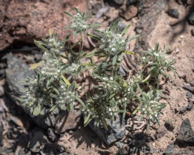 Greeneocharis circumscissa, photographed by Tim Messick