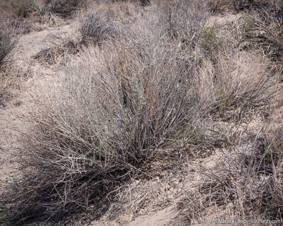 Tetradymia tetrameres, photographed by Tim Messick