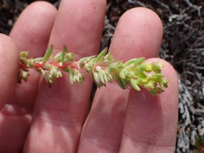 Sedum stenopetalum, photographed by Shane Johnson