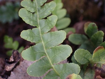 Polypodium hesperium, photographed by Shane Johnson