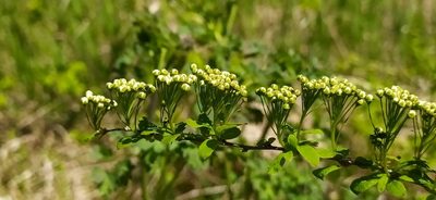 Spiraea media, photographed by Алексей Ябс