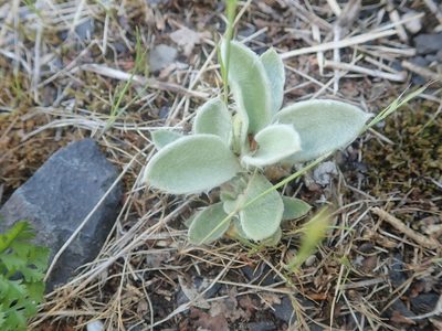 Stachys byzantina, photographed by Dr. Guido Bohne