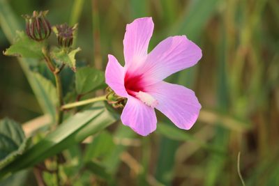 Sabdariffa costata, photographed by Tereso Hernández Morales