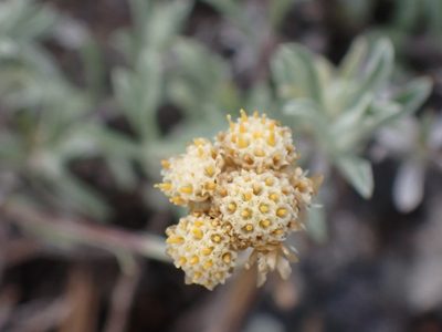 Antennaria umbrinella, photographed by Shane Johnson