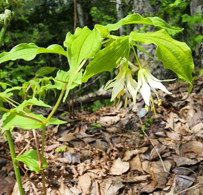 Prosartes hookeri, photographed by Lyrae