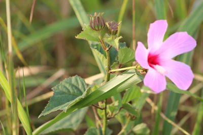 Sabdariffa costata, photographed by Tereso Hernández Morales