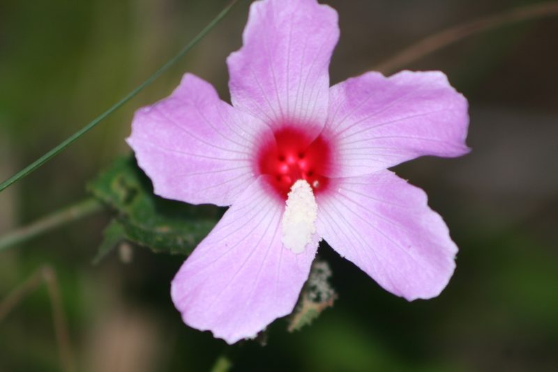Sabdariffa costata, photographed by Tereso Hernández Morales