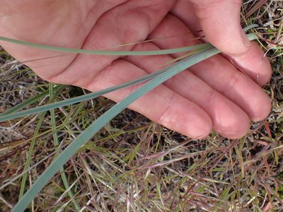 Calochortus macrocarpus, photographed by Shane Johnson