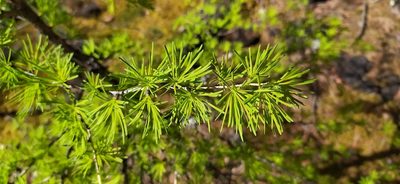 Larix sibirica, photographed by Алексей Ябс