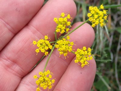 Lomatium ambiguum, photographed by Shane Johnson