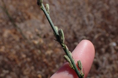 Stephanomeria diegensis, photographed by Madeleine Claire