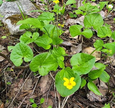 Viola glabella, photographed by Lyrae