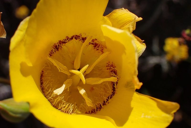 Calochortus concolor, photographed by Madeleine Claire