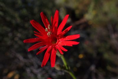 Silene laciniata, photographed by Madeleine Claire