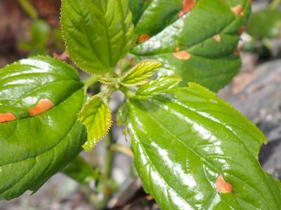 Ceanothus velutinus, photographed by Shane Johnson